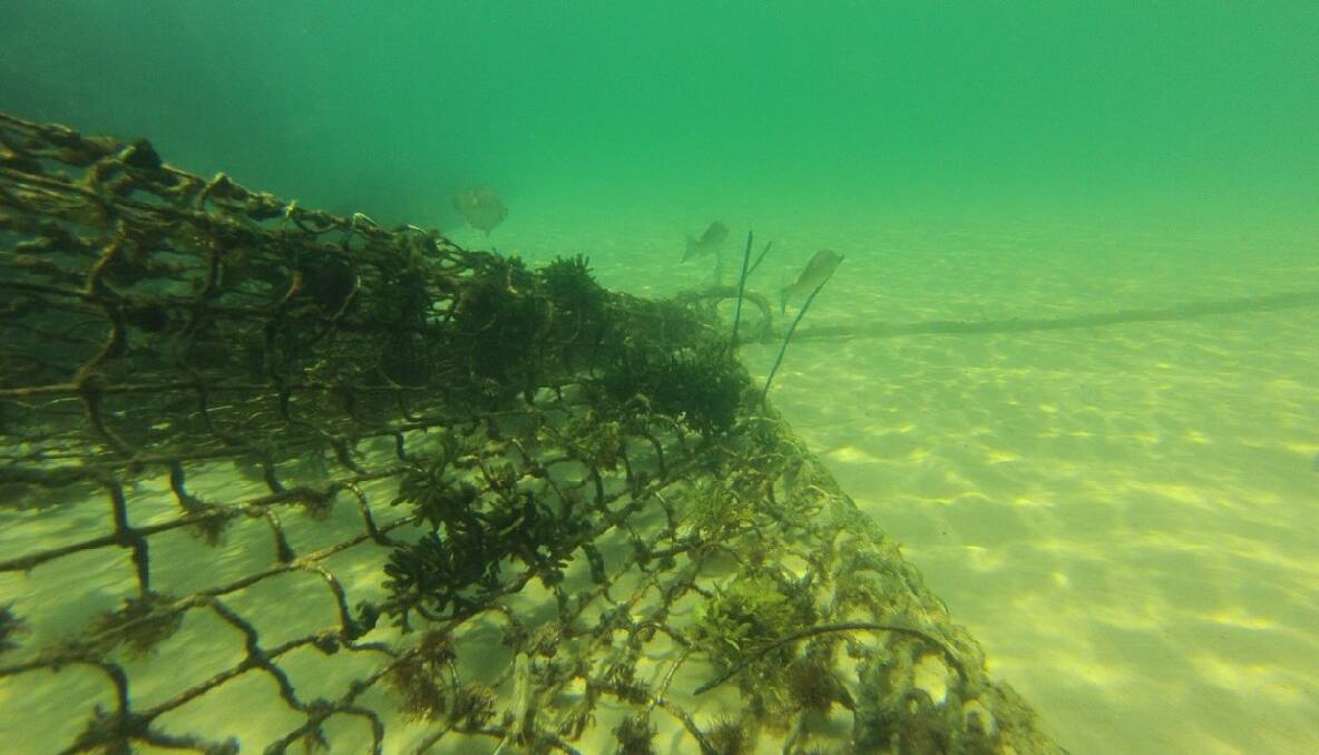 NET LIFE: A large amount of sea life and a whole ecosystem has sprung up on Narooma's shark net.