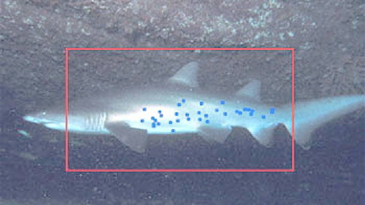 SPOT A SHARK: Computer software highlights the spots on a shark's side. (Photo courtesy “Spot a Shark”) 