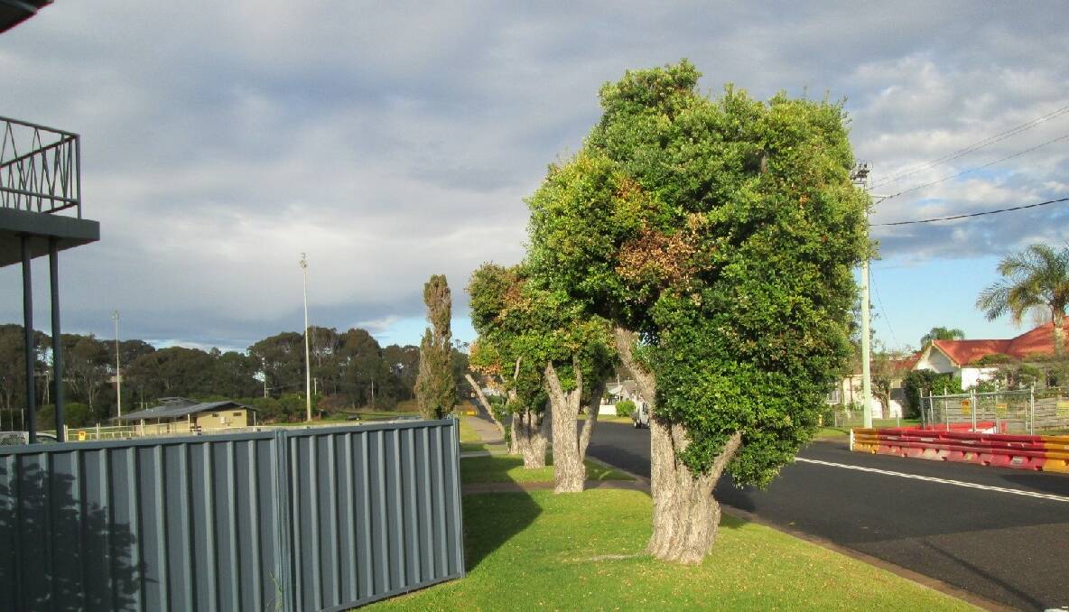Narooma Ambulance Station: 4 New Zealand Christmas Bush trees which are in the way of the new shared pathway between Club Narooma and Bill Smyth Oval.