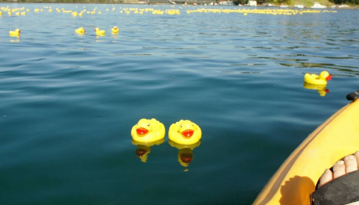 ON THE WATER: Rotary Club member Bob Antill snapped shots of ducks on the water while on his kayak.  