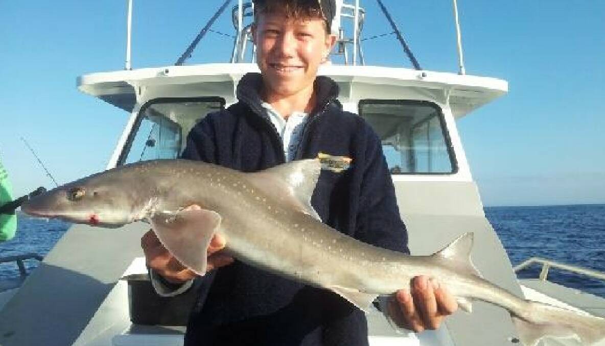 GUMMY SHARK Charter Fish Narooma client Liam Cook from Wagga with a gummy shark caught up off Tuross on Monday. 