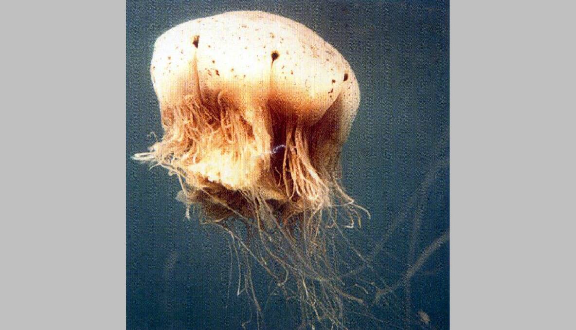 POSSIBLE CULPRIT: One of the possible culprits is the hair jellyfish. 