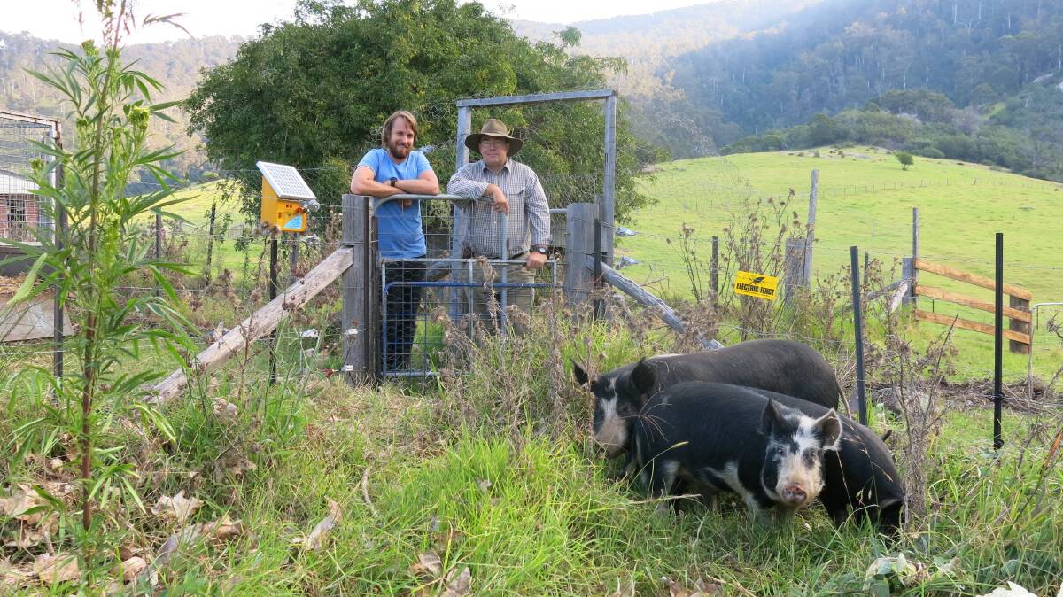 PIGS PENNED: Bredbo pig farmer Martin Noakes and host Paul West with the pigs back on River Cottage Australia. 'Courtesy Foxtel/The LifeStyle Channel'