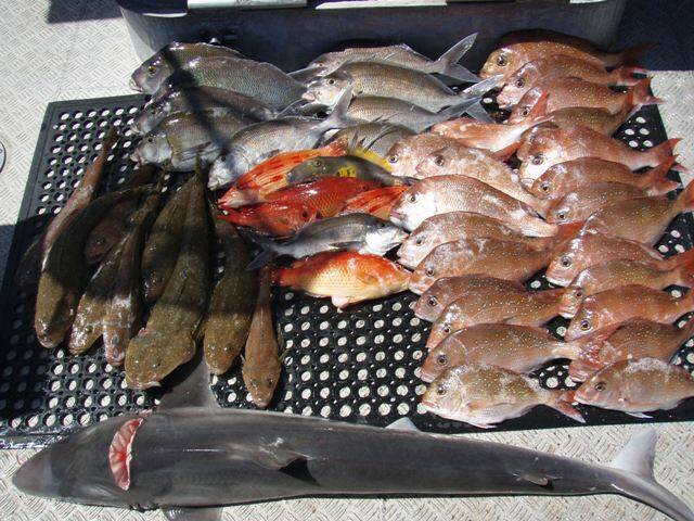 Andy Legg and the Sherriff clients on Thursday also brought back a great mixed bag with a nice gummy shark thrown in.
