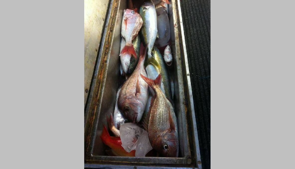 MIXED BAG: The Charter Fish Narooma mixed bag from the weekend...