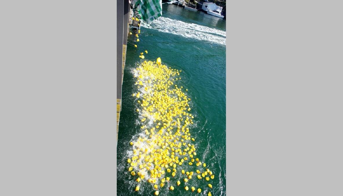 DUCK DROP: Rotary Club member Bob Antill snapped this shot of the ducks being dropped off Narooma Bridge on Australia Day. 