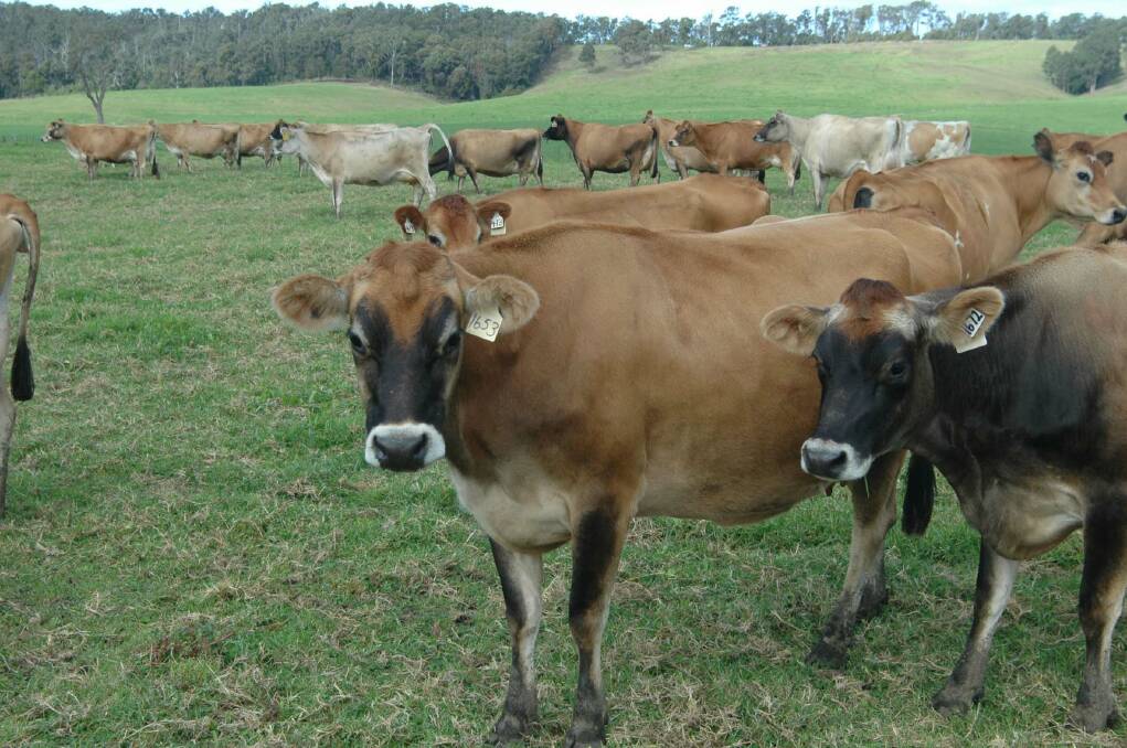 JERSEY COWS: The Dibdens have a Jersey cow heard as they produce the creamiest milk.