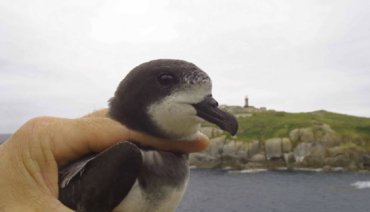 BREEDING: An adult Goulds Petrel which are breeding on Montague Island for the first time. Goulds Petrels are the only species ever to be downgraded on the threatened species list from endangered to vulnerable.  