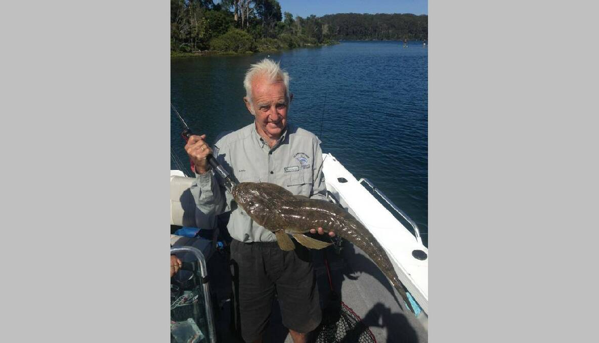 WAGONGA CROC: Another Wagonga Crocodile - Laurie Longmore with an 87cm flathead from the depths of Wagonga Inlet. Well actually it was caught at the boat ramp while retrieving the boat! 