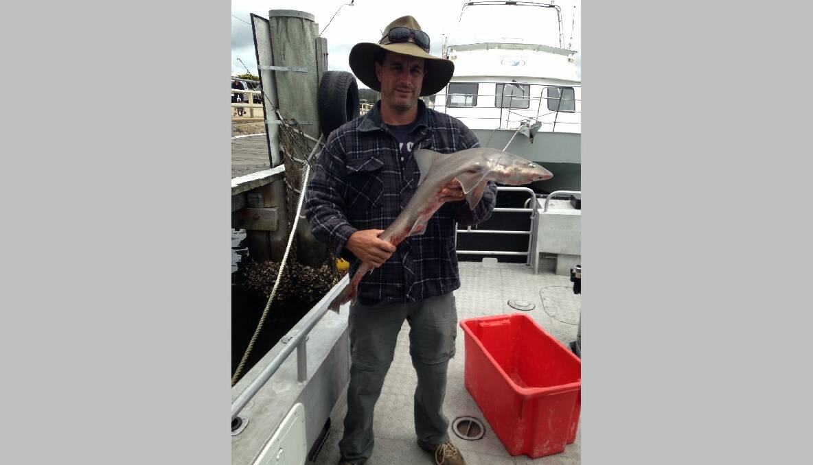 SHERIFF GUMMY: Steve from Victoria with another gummy shark caught off Tuross with the Sheriff on Saturday. 