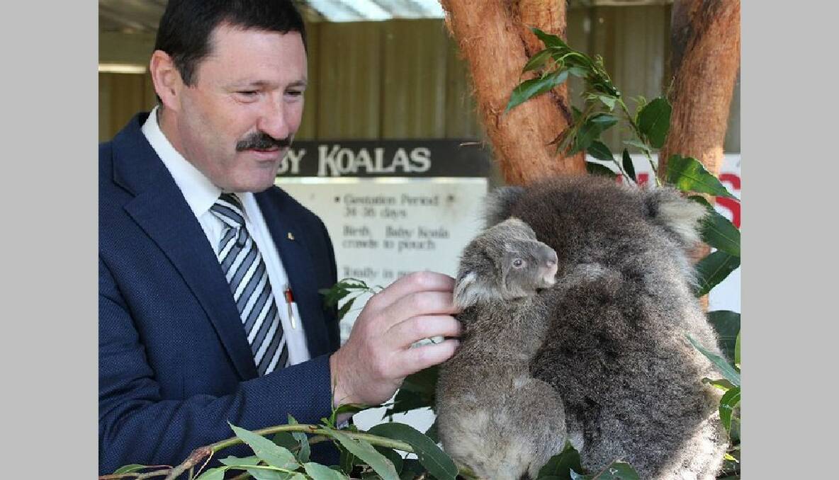 DANCES WITH KOALAS: Member for Eden-Monaro Mike Kelly is pleased to see projects supported by the Federal Government’s Biodiversity Fund to protect Bega Valley koalas are well underway.   