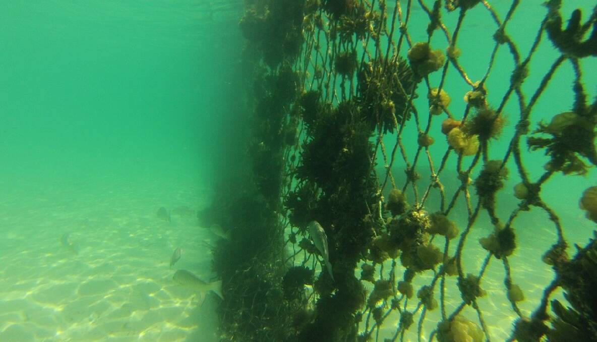 NET LIFE: A large amount of sea life and a whole ecosystem has sprung up on Narooma's shark net.