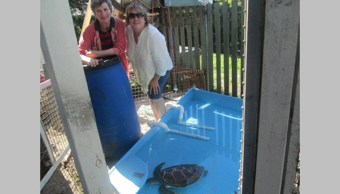 TURTLE CARERS: WIRES volunteers Margaret Shaw and Janine Green with Diamond in the special turtle recovery tank. 