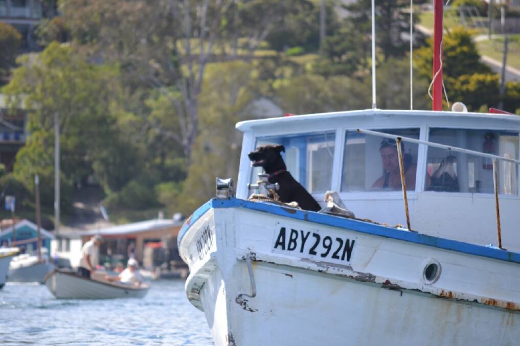 SEA DOGS: Narooma BoatsAfloat always features a couple of dogs and here is Josie shooting the breeze with owner Peter Duffy at the wheel.