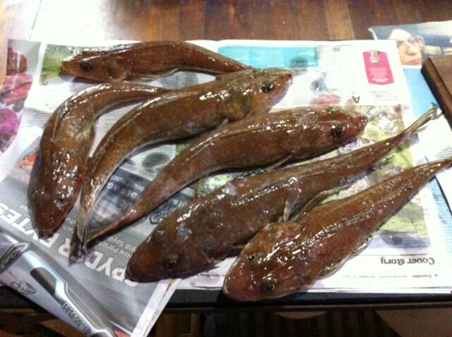 EDITOR CATCH: Editor Stan Gorton went out for a feed of tiger flathead...