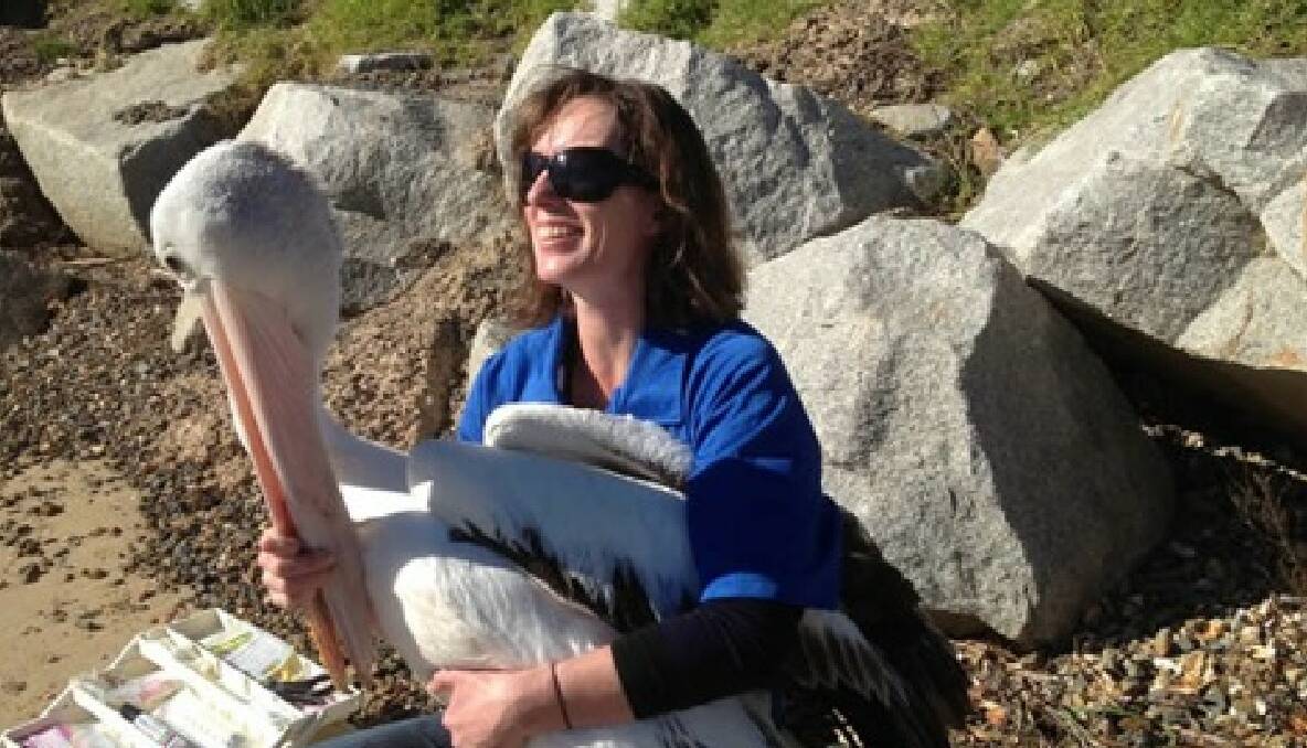 PELICAN HOOKED: ASR volunteer Penny Beaver and the pelican that was caught on Wagonga Inlet, Narooma after it became entangled in a hook and fishing line. 