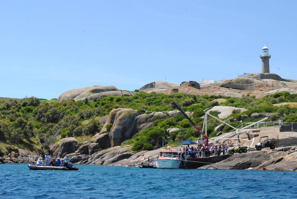 Montague Island is the jewel in the crown of Eurobodalla tourism attractions. 