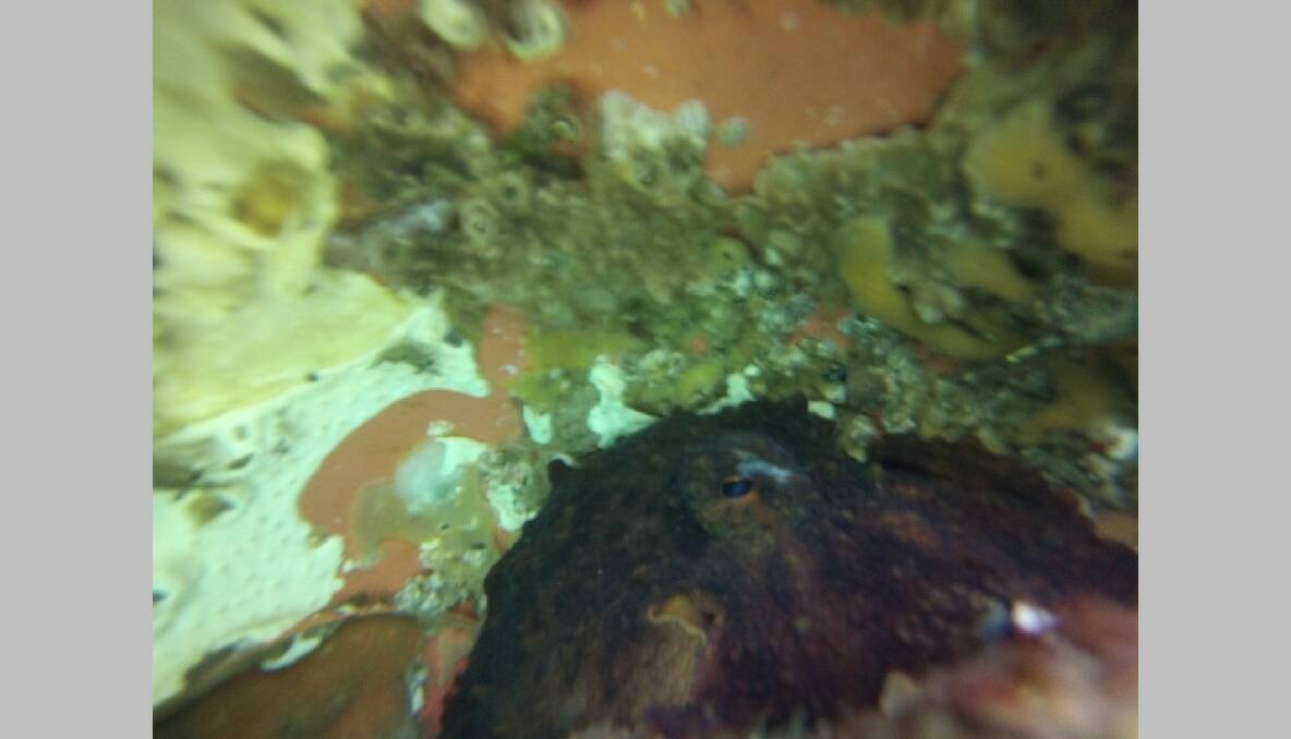 LOOK CLOSER: Can you spot the octopus in this broken buoy - look closely and you might be able to see its eye. 