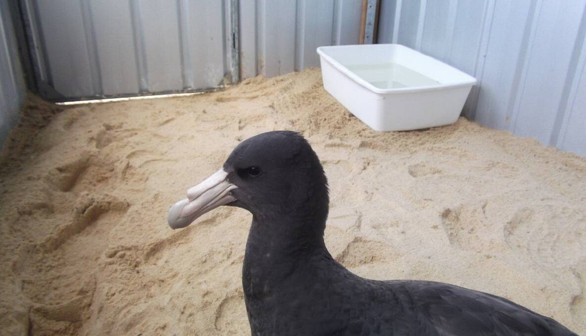 BIG BIRD: This beautiful great big seabird has been identified as a southern giant petrel and is the care of Australian Seabird Rescue (ASR). 
