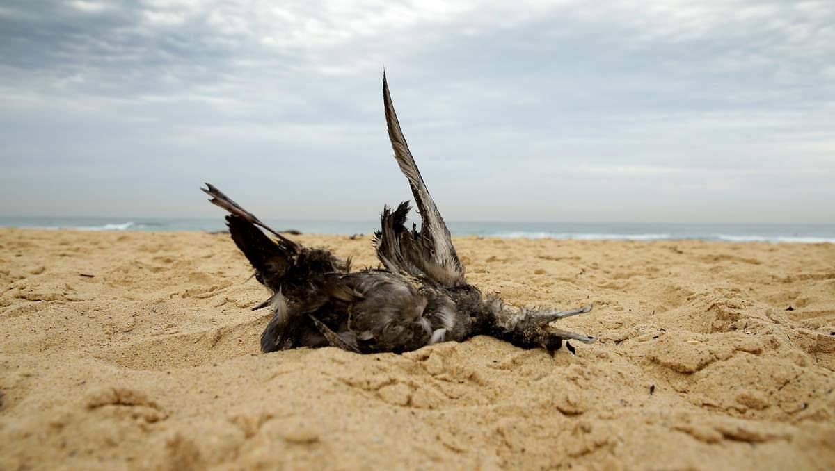 MORTALITY: There is debate as to whether this year’s shearwater deaths are more than normal and part of increasing mortality episodes. Source Newcastle Herald