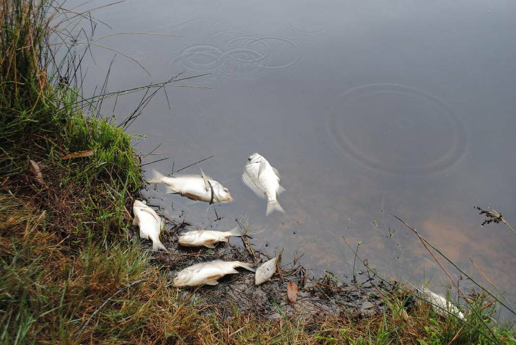 Fish Kill at Congo Creek, Congo on Wednesday, February 28.