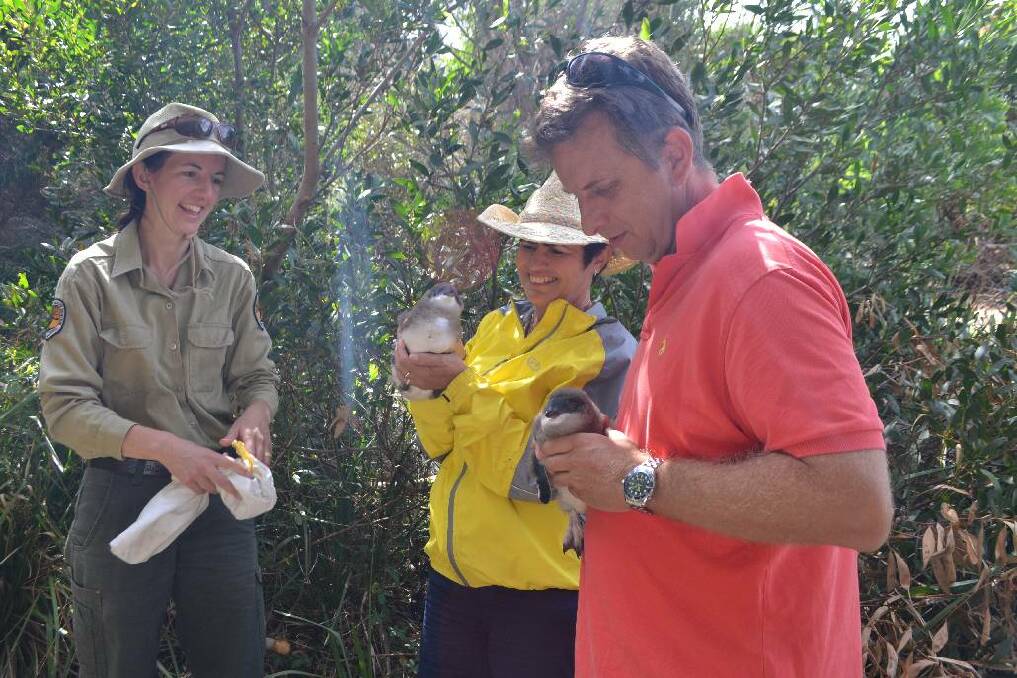 PENGUIN ENCOUNTER: Minister Robyn Park and Minister Andrew Constance have an encounter with baby little penguins at Montague Island on Friday. They are pictured with NPWS shorebird expert Amy Harris. Time constraints prevented the Ministers from visiting the nesting site of the vulnerable petrals.