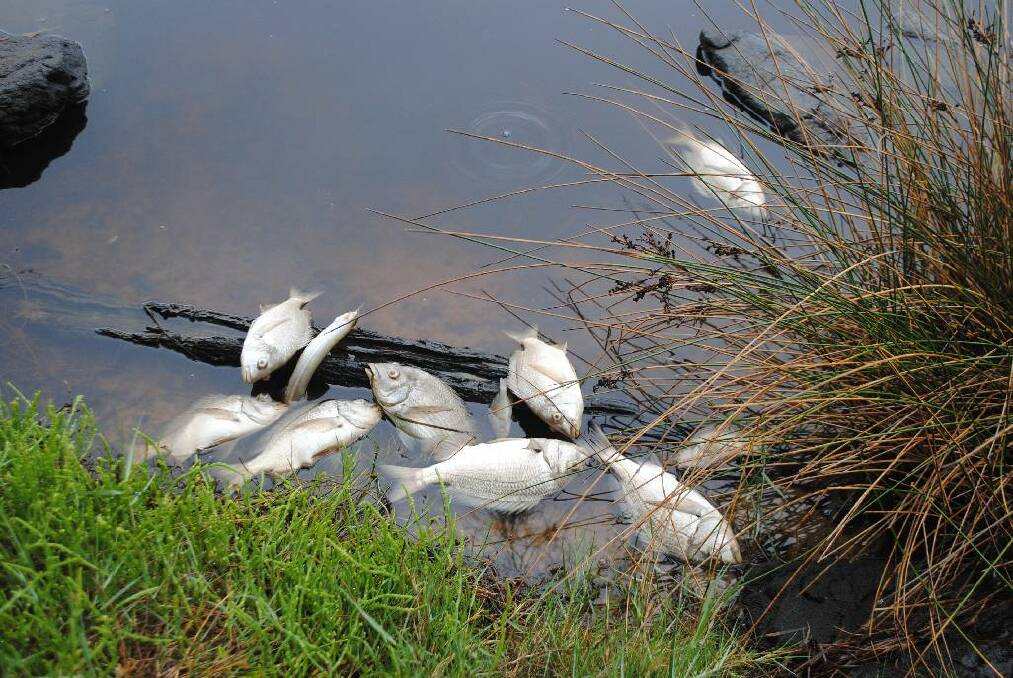 Fish Kill at Congo Creek, Congo on Wednesday, February 28.