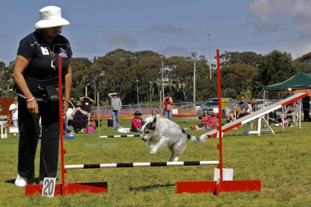 Jean Page with her dog Harry in the Agility demonstration.