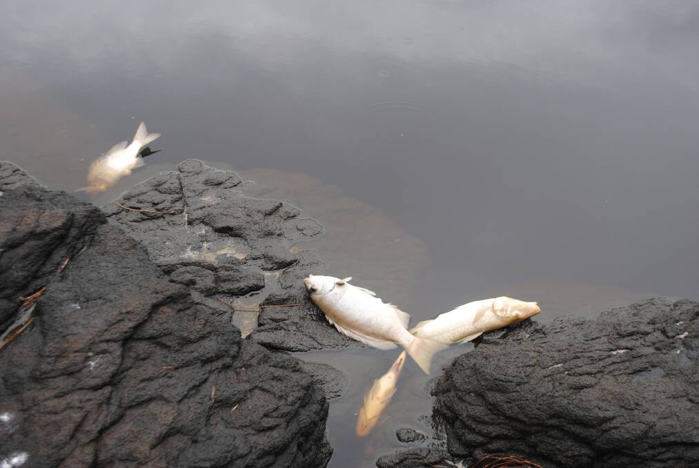 Fish Kill at Congo Creek on Wednesday, February 27.
