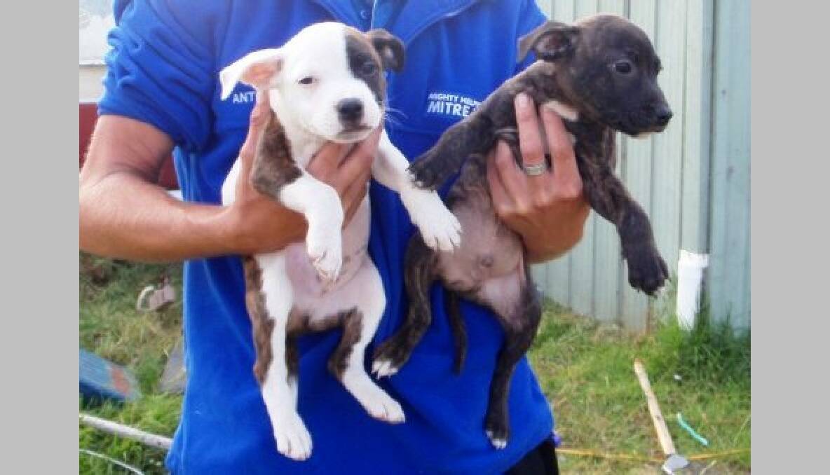 STAFFY PUPS: 10-week-old English Staffy cross pups Buster and Jimmy.