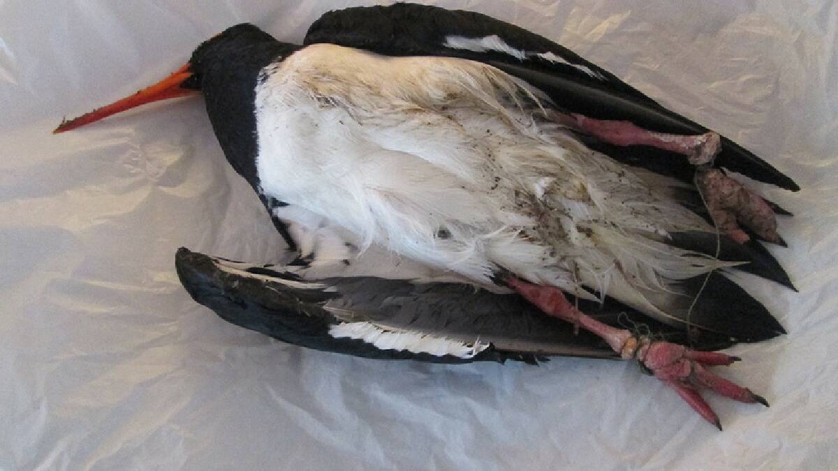 An endangered bird has died on the South Coast entangled in fishing line. PHOTO: WIRES