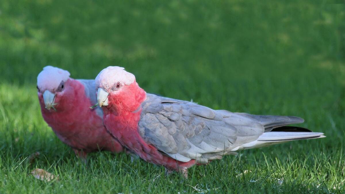 BOMBALA: The NPWS is investigating the possible poisoning of birds in Bombala after four dead galahs were found at one property in town, and   unconfirmed reports were received of more around the river.