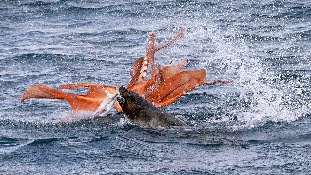 Ferocious battle: This south coast seal nicknamed Sophie for her sass, attacked one of the biggest octopuses in Southern Australia. Photo: sq_snaps. 