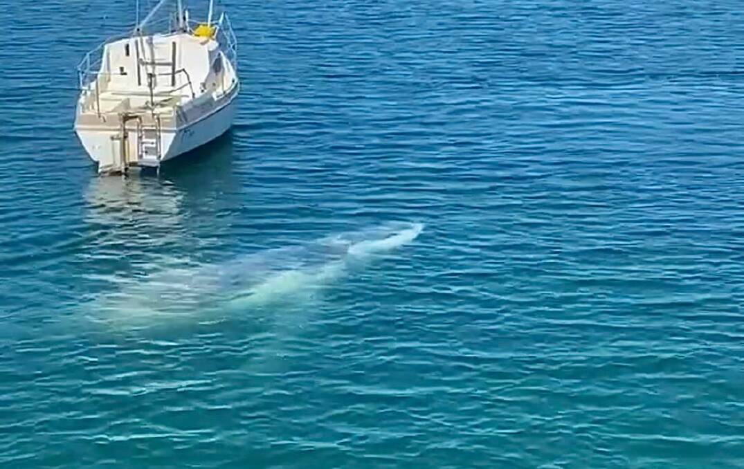 Spotted - a three to five year old humpback whale explores Twofold Bay to the delight and concern of onlookers. Picture by Paige Thiedeman. 