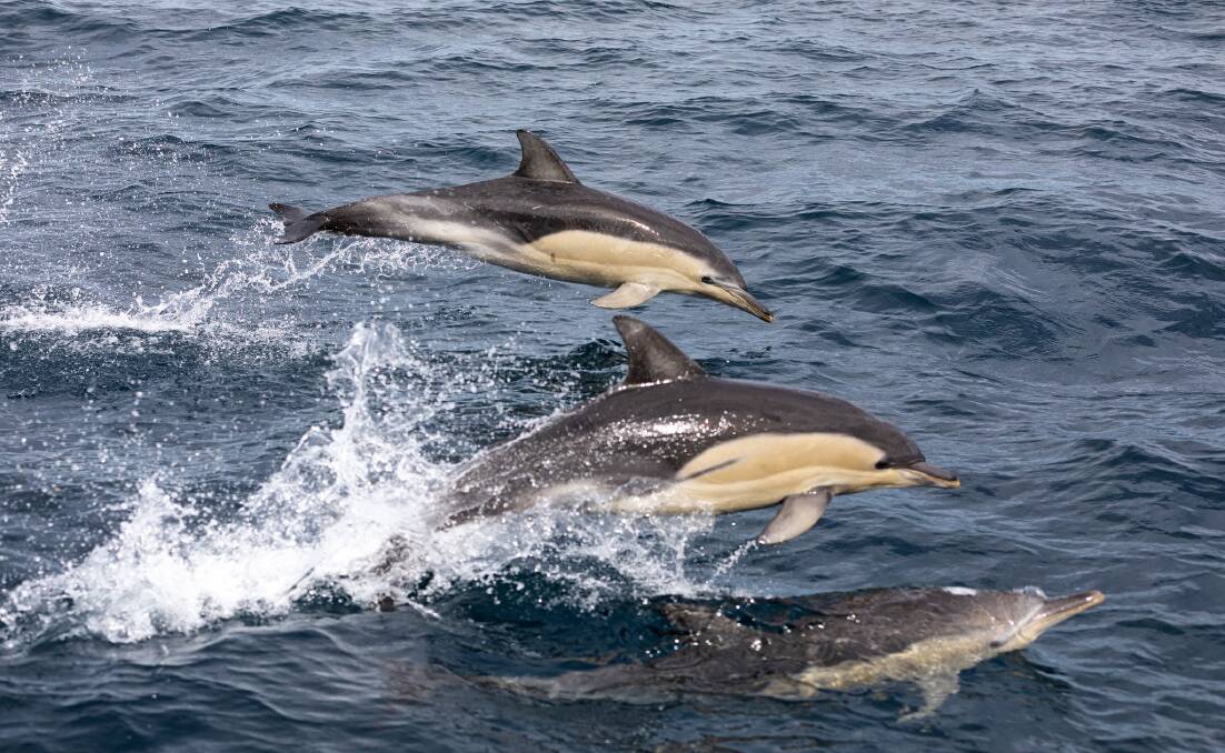 Dolphins at Twofold Bay racing the Cat Balou cruise. Photo: sq_snaps.