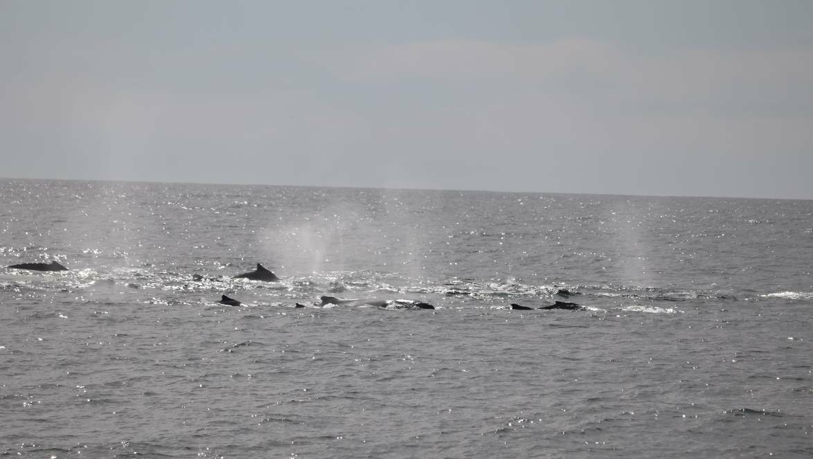 Larger numbers of humpbacks will be travelling up north around May. Picture Cat Balou Cruises. 