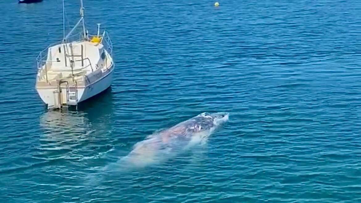 A juvenile humpback was sighted near the Eden cannery wharf to the delight and concern of onlookers. Picture by Paige Thiedeman. 