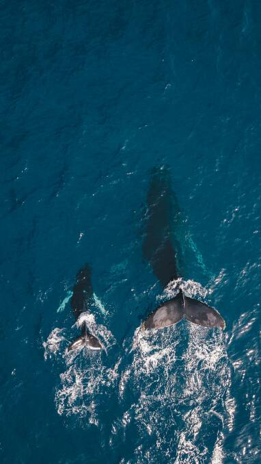 Humpback calves will travel with their mothers for around two years until they gain their own independence. 