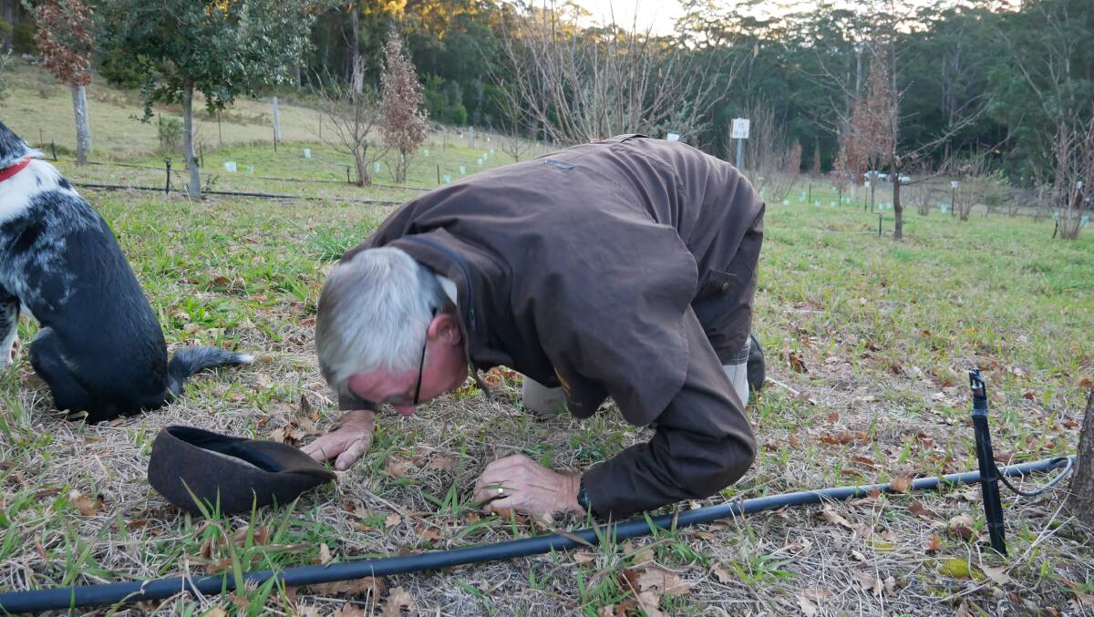 Once Hepburn has identified a spot on the ground where a truffle is growing, Mr Burdon gets down to his knees and aims to identify the exact spot by way of smell. Once the spot has been identified, he will use a spoon to delicately remove the truffle from the ground to check if it is ripe. 