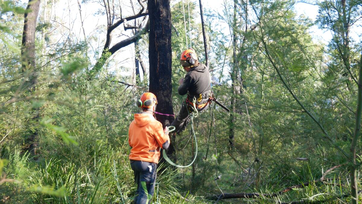 Christjan Peters from Dynamic Tree Services and his colleague Zac Luimes preparing to scale a tree to start forming the hollows in Bemboka. Photo: Ellouise Bailey