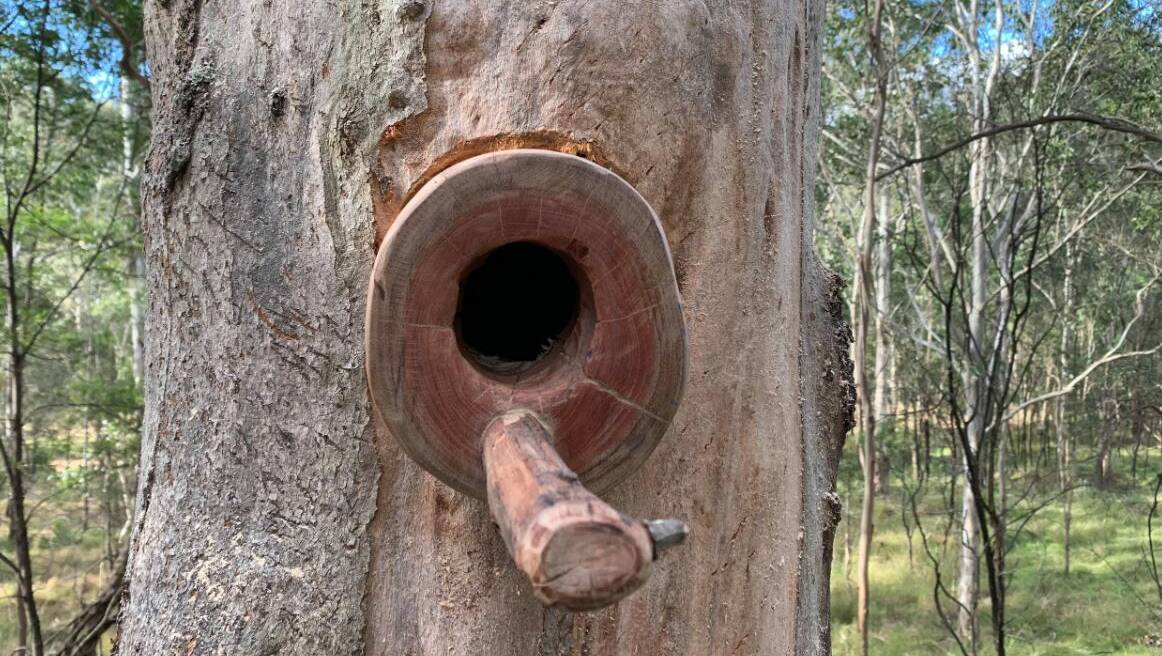 An example of the hollow created by the tool with a wooden cavity and branch drilled into the tree to stop the tree growing over it and closing the hole back up. Photo: supplied