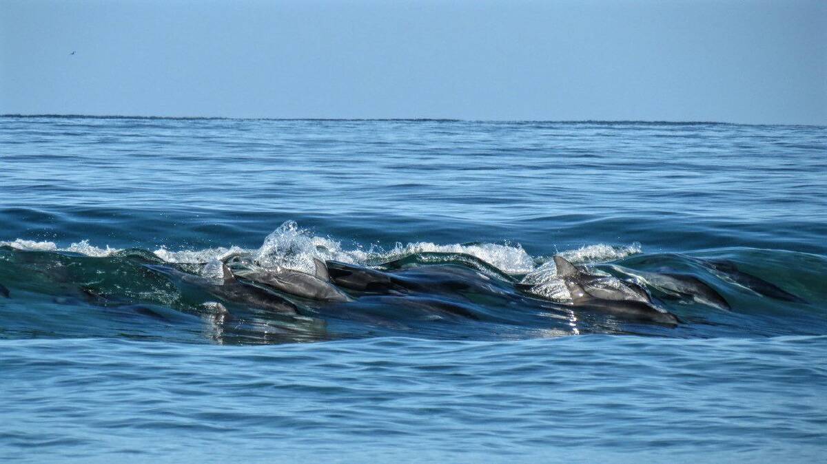 Bengello Beach is a good place to spot all kinds of wildlife, including dolphins and other sea creatures. Photo: Batemans Bay Bushwalkers. 