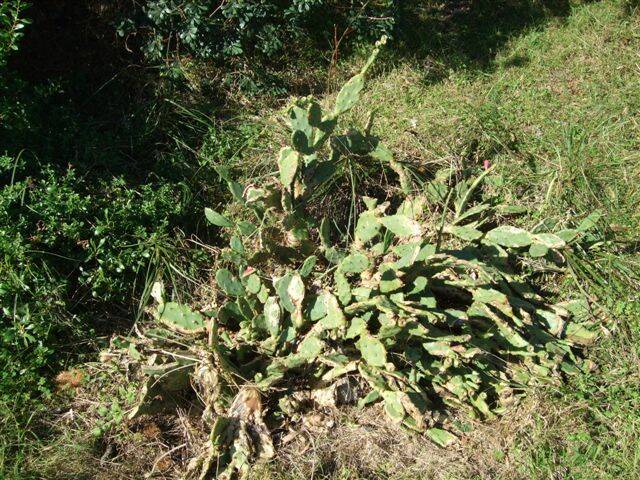 The prickly pear cactus plant at Maloney's Beach after treatment. 
