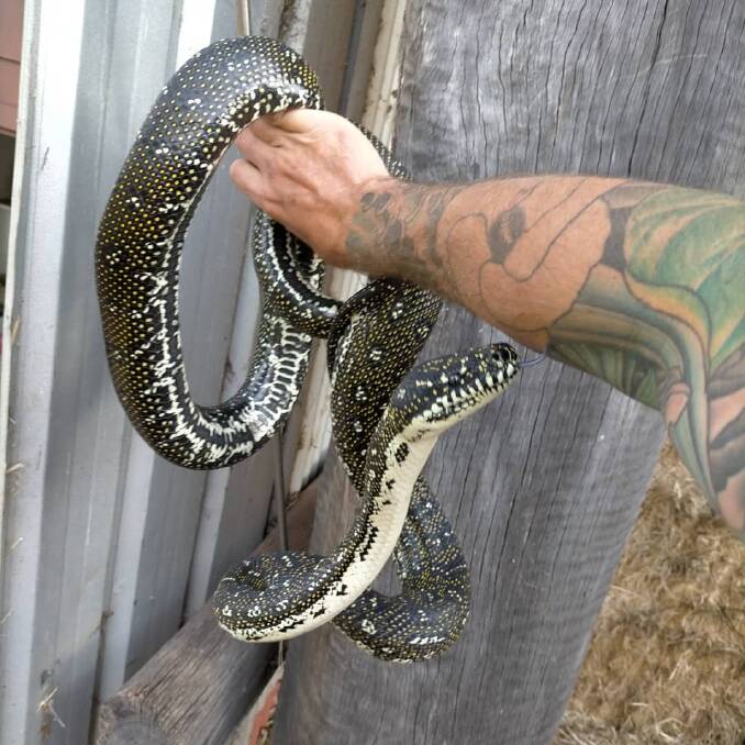 Brendan Smith, of Eurobodalla Snake Catchers, asks people to let Diamond Pythons stay on their properties this winter. Photo: Eurobodalla Snake Catchers