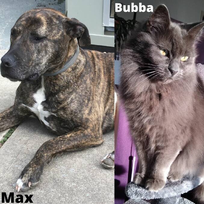 PETS OF THE WEEK: Max and Bubba are looking for their fur-ever homes. 