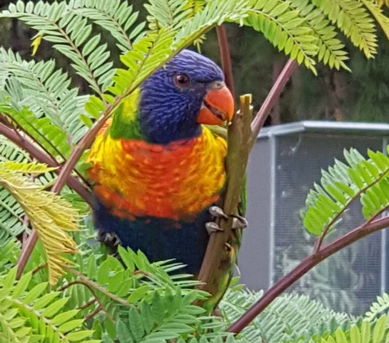 A healthy rainbow lorikeet pet, Bobo, who lived to 24 years of age. Photo: Janelle Renes