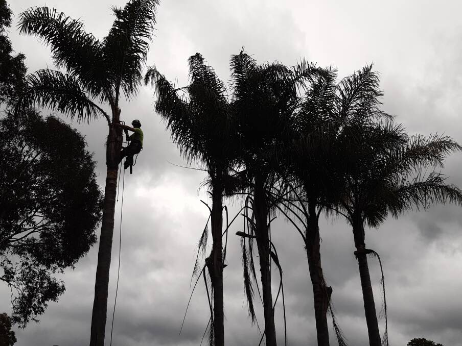 Council has assisted in the removal of 175 weedy cocos palms from residential gardens the fibrous fruit are attractive to flying foxes but can harm and even kill them. Photo: Supplied.