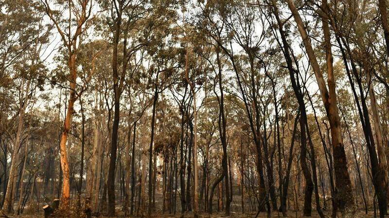 Forestry has been fined $15,000 by the NSW EPA for illegal logging in Brooman State Forest.
Picture: file