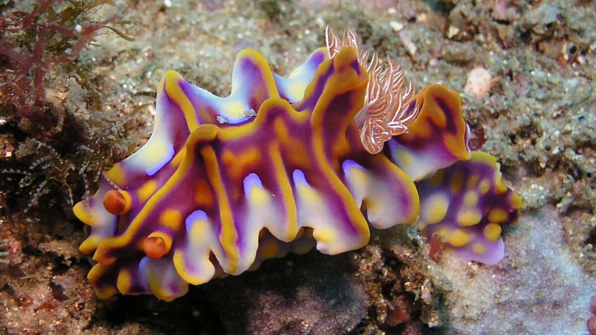 Miamira magnifica Nudibranch. Picture: Charlie Fitzgerald