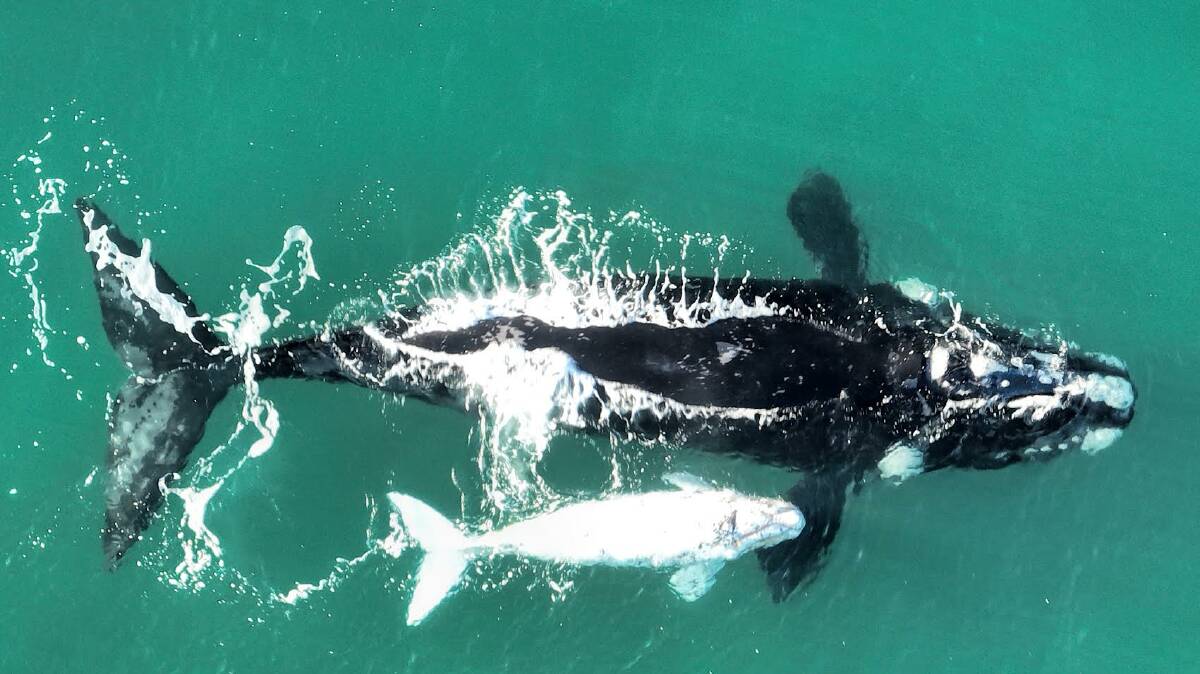 A mother and calf Southern Right Whale Ms Jackson photographed for almost two months in 2022. Picture by Maree Jackson.